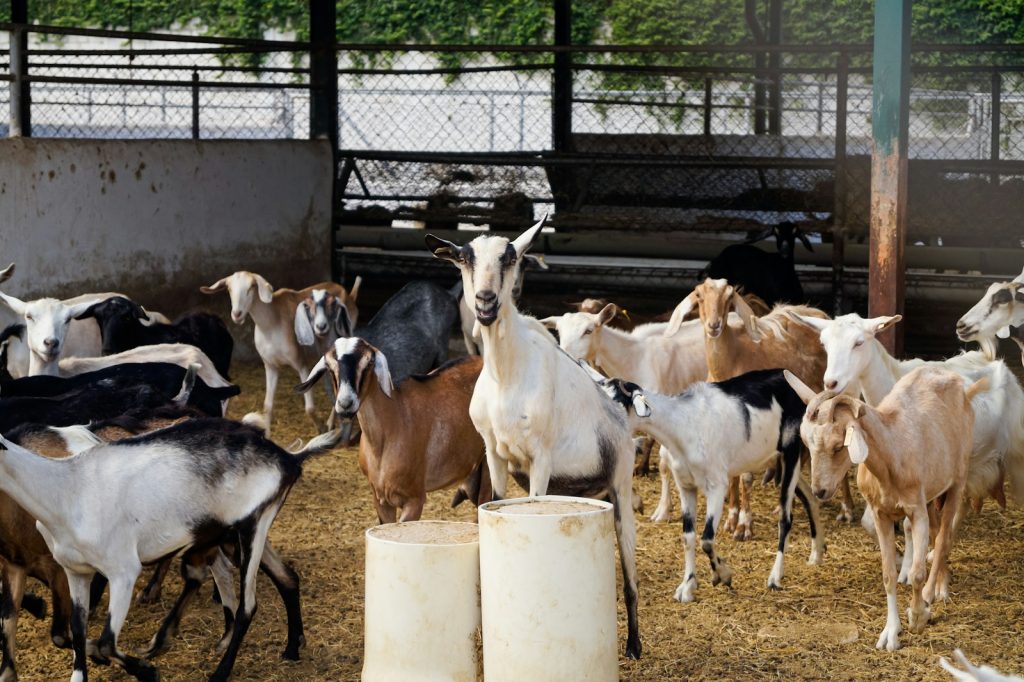 Sample Feasibility Study on Goat Raising in the Philippines: Costs, Expenses, and Projected Income for 2 Years 3 herd of goats on brown field during daytime