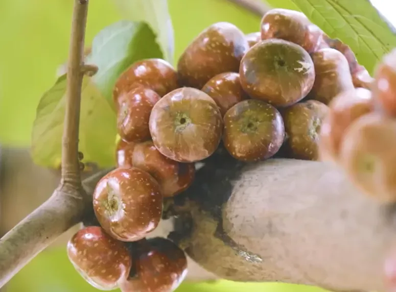 tibig fruit