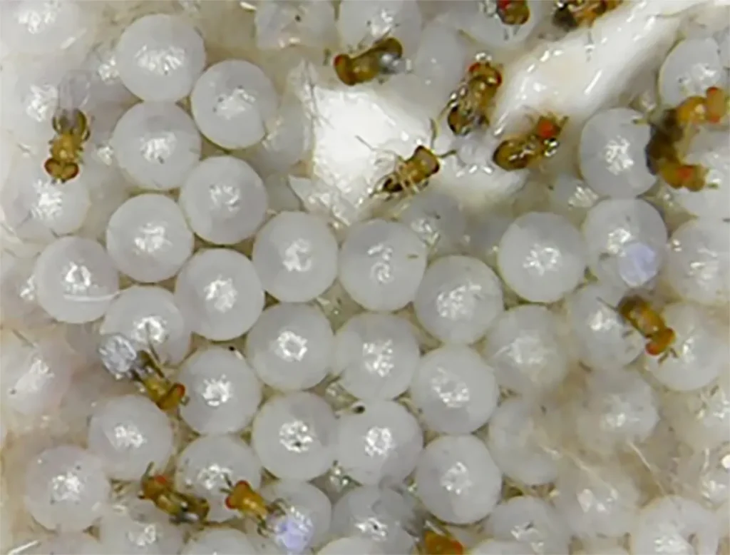 Integrated Pest management- Trichogramma parasitizing an eggs