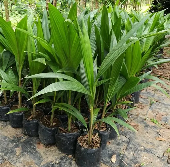 macapuno seedlings