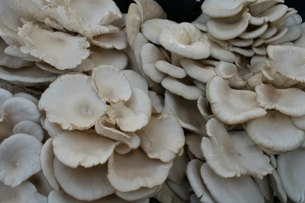 grow Oyster Mushrooms in grass