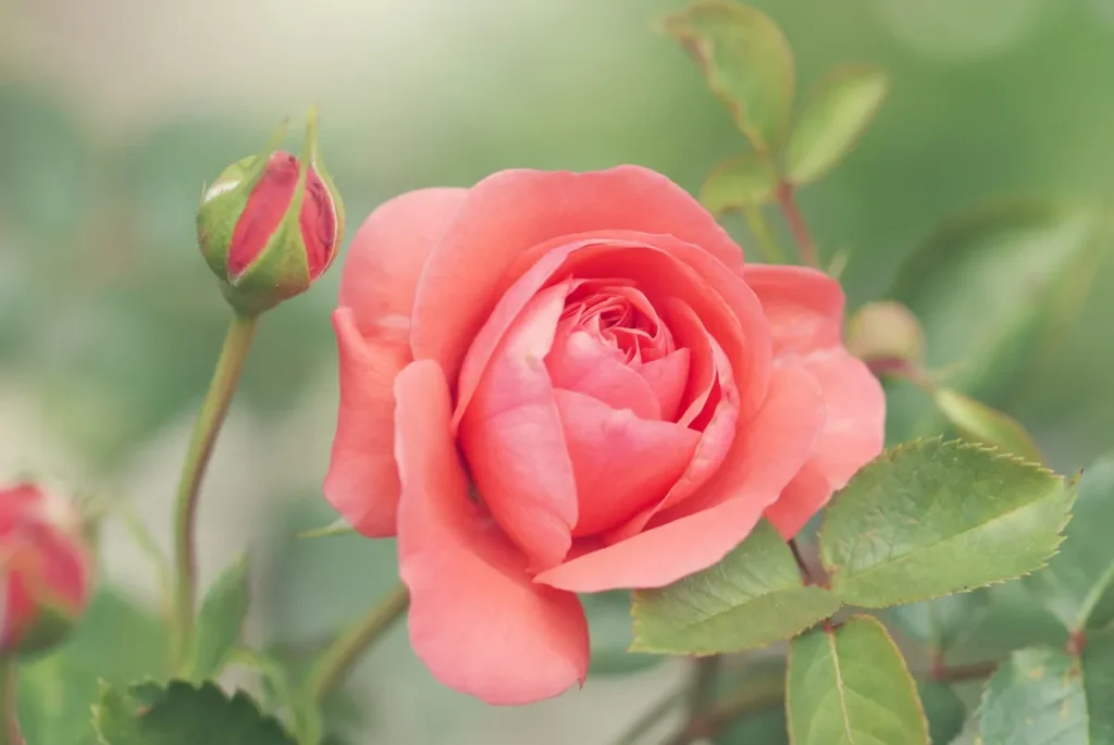 Boost Your Brain- smelling rose