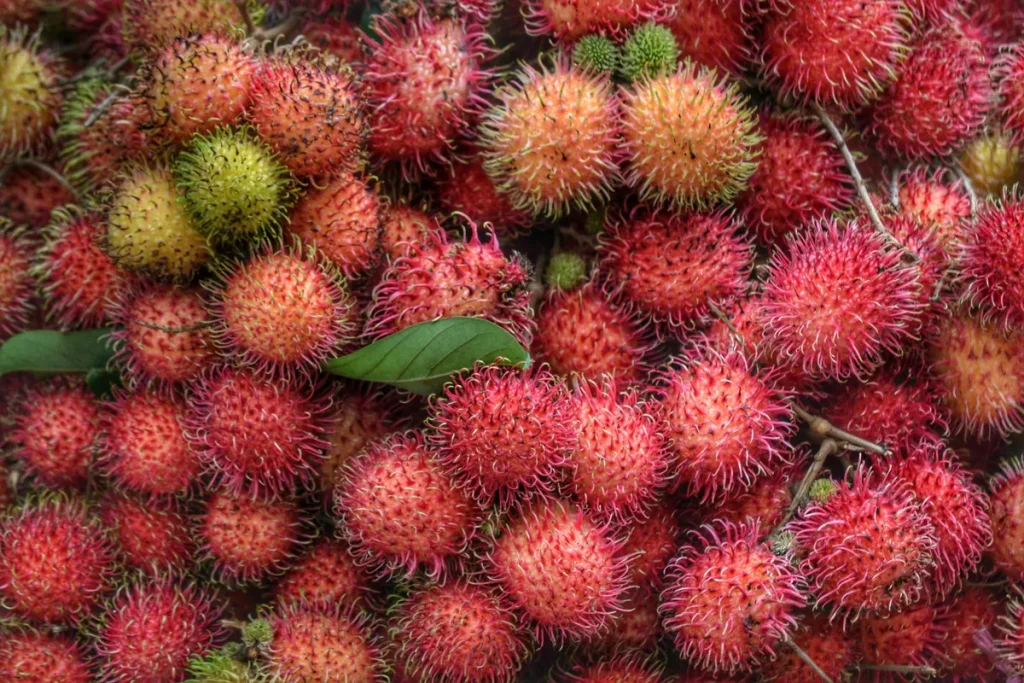 Rambutan farming