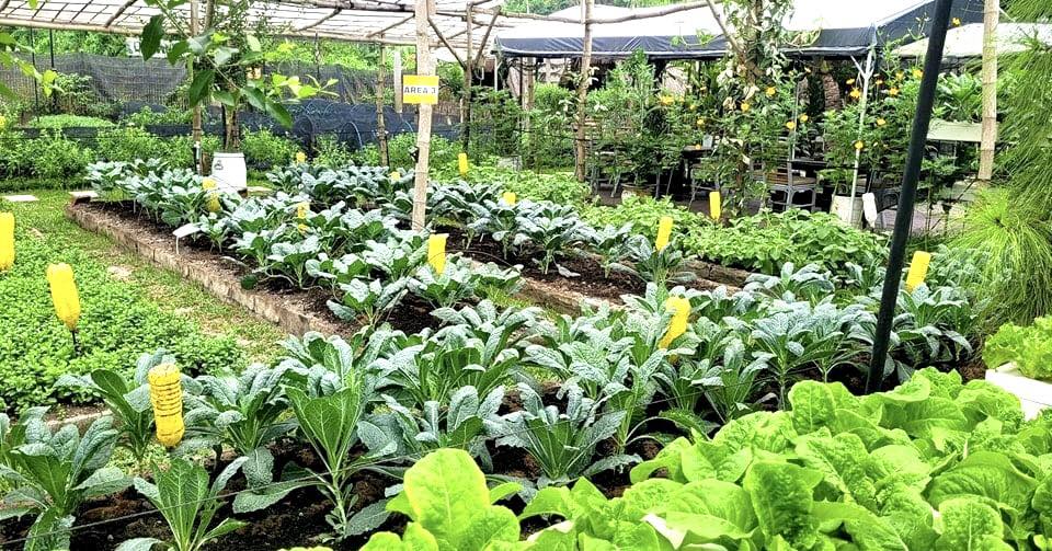 Smart Urban Farming Solutions