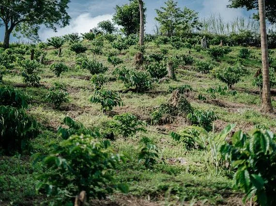 Nissen Coffee Farm: How a Local Entrepreneur is Bringing Filipino Coffee to the Global Stage