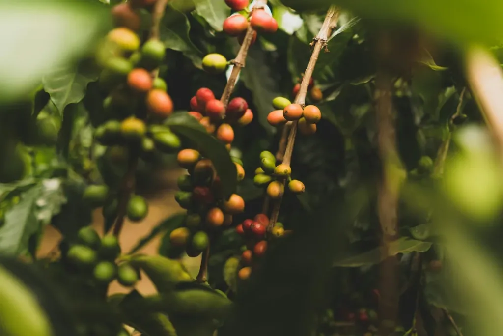 Coffee Farming and Production Guide — Practical, Sustainable, Up-to-Date