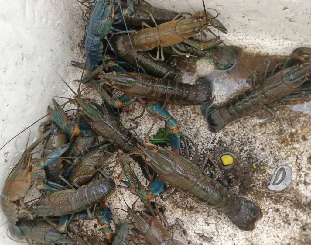 Crayfish Farming in the Philippines Made Easy