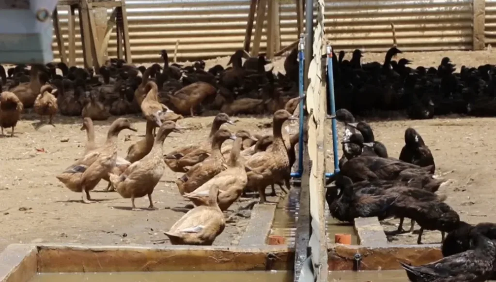 Duck Raising/ Itik Farming in the Philippines: A Comprehensive Guide 1 Duck Raising/ Itik Farming in the Philippines: A Comprehensive Guide