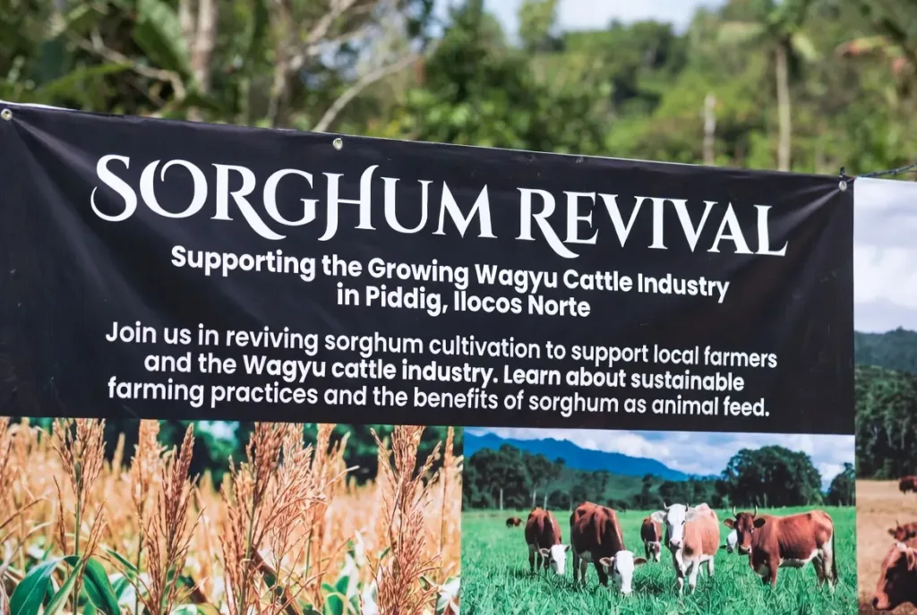 Sorghum Revival in Piddig, Ilocos Norte Aims to Support Growing Wagyu Cattle Industry