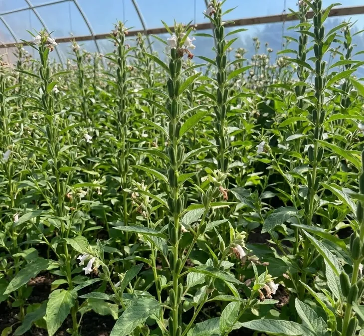 Growing Black Sesame Seeds: A Farmer’s Complete Guide to Cultivation, Harvest, and Processing